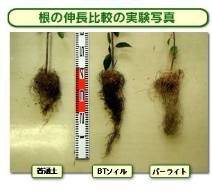 根の伸長比較の写真