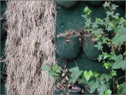 樹木医カトちゃんの「東京」見て歩き