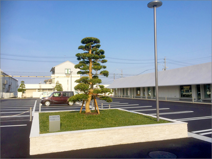 シンボル樹「モチノキ」のある新庁舎